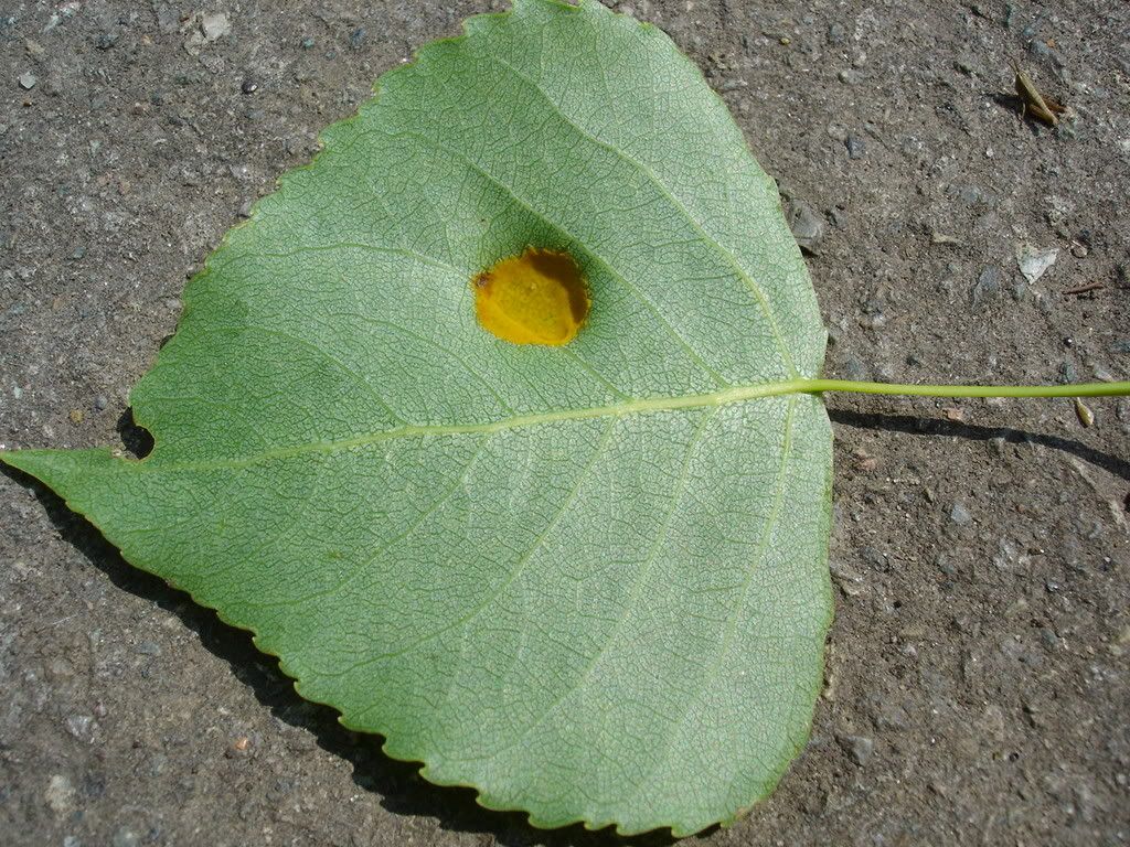 Hybrid Poplar Leaf