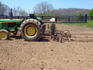 Field corns up and near due to be laid by - Homesteading Questions