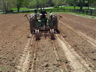 Field corns up and near due to be laid by - Homesteading Questions