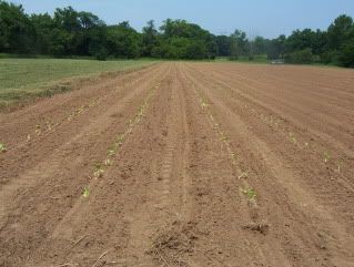 Raising tobacco - Homesteading Questions