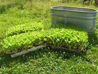 Raising tobacco - Homesteading Questions