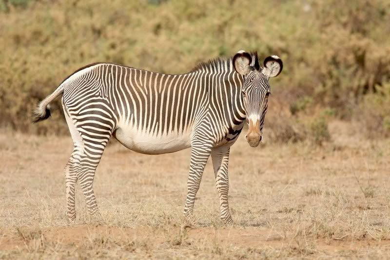 Grevy's Zebra Only seen in Samburu Blue Wildebeest Common in Masai Mara and 