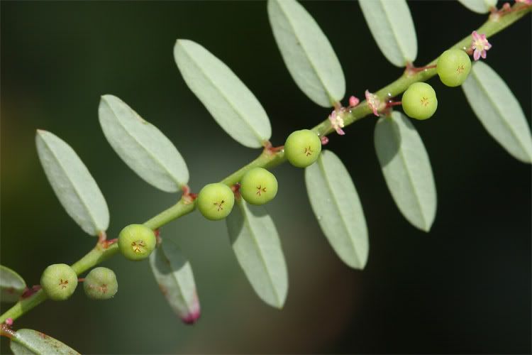 黄珠子草 phyllanthus virgatus 大戟科(草本)