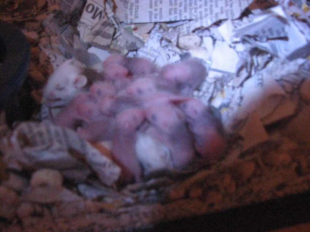 IMG_1480.jpg