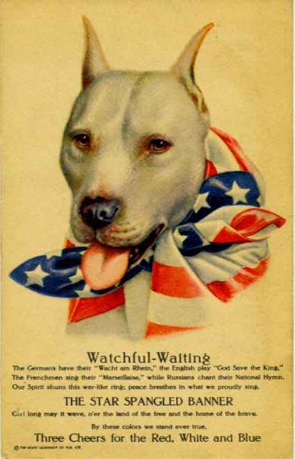 Dog Breeds Poster. poster, select dog breeds