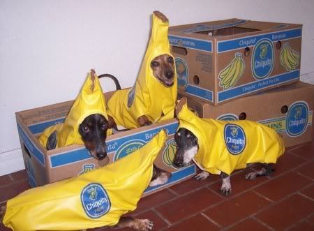 pets.jpg chiquita doggies image by alwaysaimmers