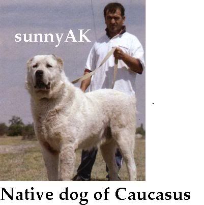 http://i184.photobucket.com/albums/x135/babadost/360aboriginal_dog_from_caucasus_mou.jpg