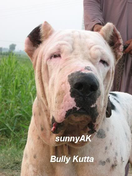 Black Bully Kutta