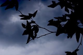 CRW_2810-1.jpg picture by anchelikita
