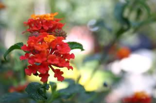 IMG_3581-1.jpg picture by anchelikita