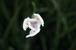 IMG_3598-1.jpg picture by anchelikita
