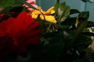 IMG_4545-1.jpg picture by anchelikita