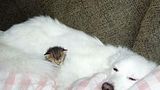 fluffybed.jpg fluffy bed image by cherpatsy