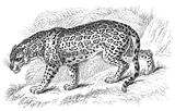 jaguar.jpg image by cherpatsy
