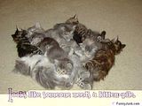 kittenpile.jpg kitten pile image by cherpatsy