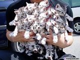 kittens.jpg bundle of kittens image by cherpatsy