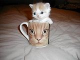 kittycup.jpg kitty in a cup image by cherpatsy