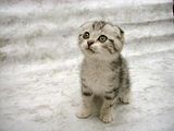 littlekitty.jpg little kitty image by cherpatsy