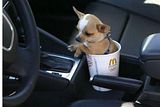 pupcup.jpg pup in a cup image by cherpatsy
