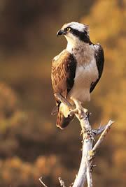 osprey.jpg