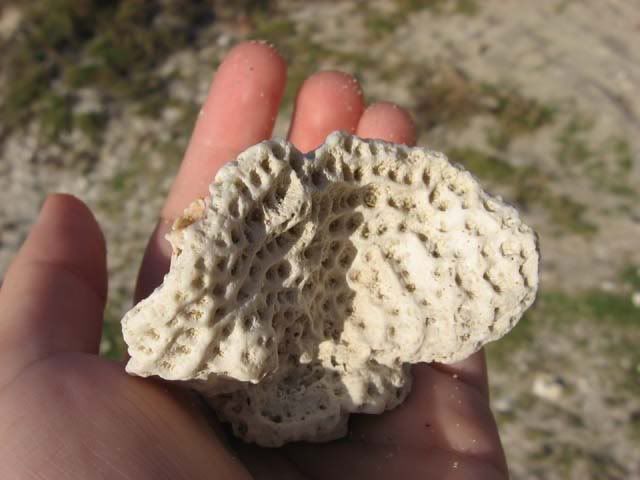 coral.jpg Coral found on the beach image by wallaby77