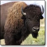 buffalo_bigtn.jpg buffalo image by lilspeedy95