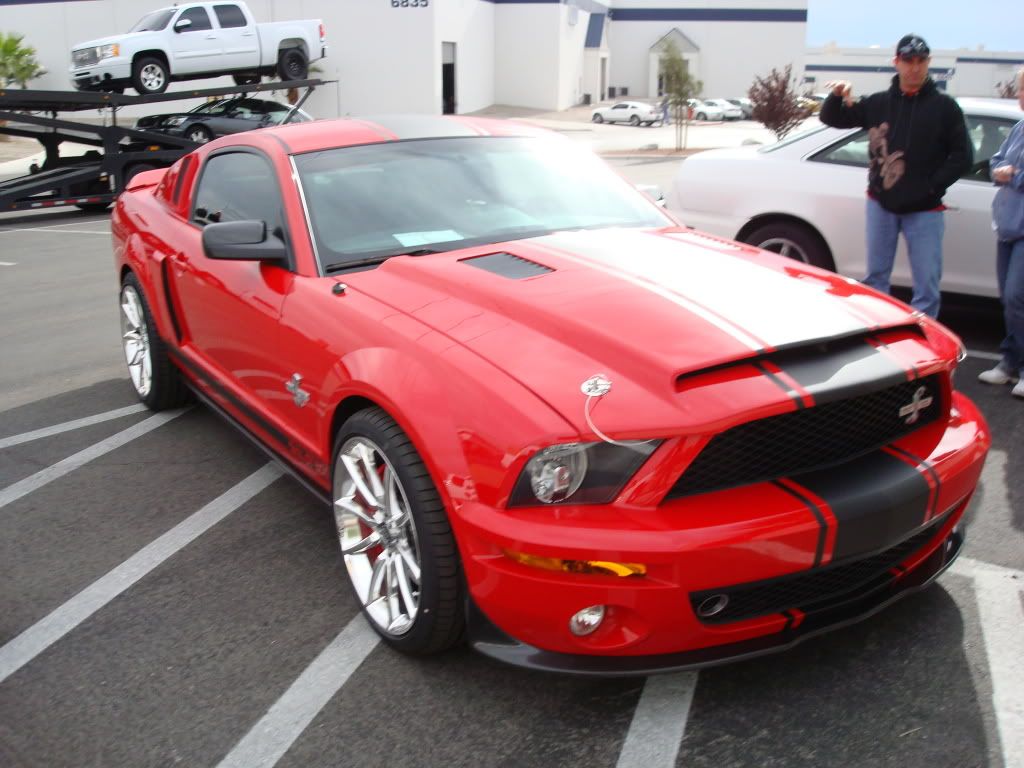 Shelby006.jpg