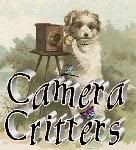 camera critters, pets, digs, hunden, honden, cats kittie