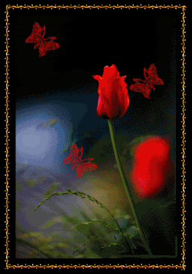flowers rose framed.gif Pictures, Images and Photos