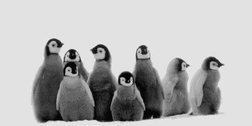 pingviner.jpg image by barasarabara