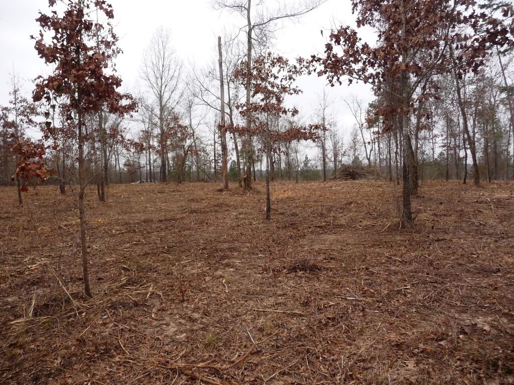 New Homestead in Progress - Homesteading Questions