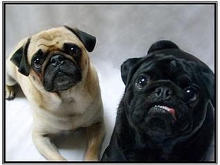 IMAGE: http://i184.photobucket.com/albums/x207/eddieb1234/boys1.jpg