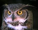 owl photo: owl owl.jpg