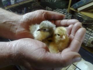 chicks002.jpg