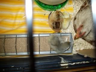 chicks020.jpg