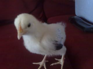 chicks026.jpg