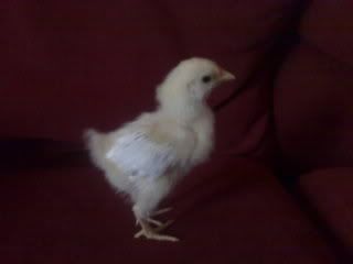 chicks027.jpg
