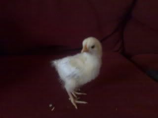chicks028.jpg