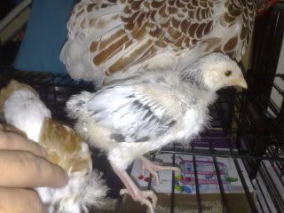 chicks049.jpg