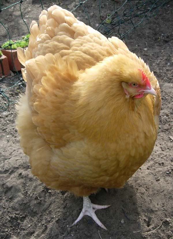 buff_orpington_600.jpg