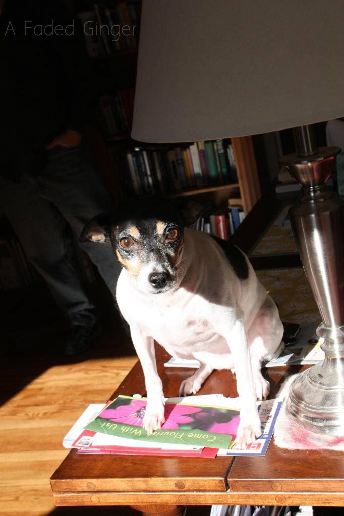 Dogs on the Furniture (on Pinterest) | A Faded Ginger