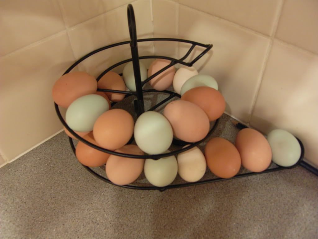 Keeping eggs fresh open containers ok or sealed better? BackYard