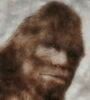 sasquatch photo: Sasquatch sasquatch.jpg