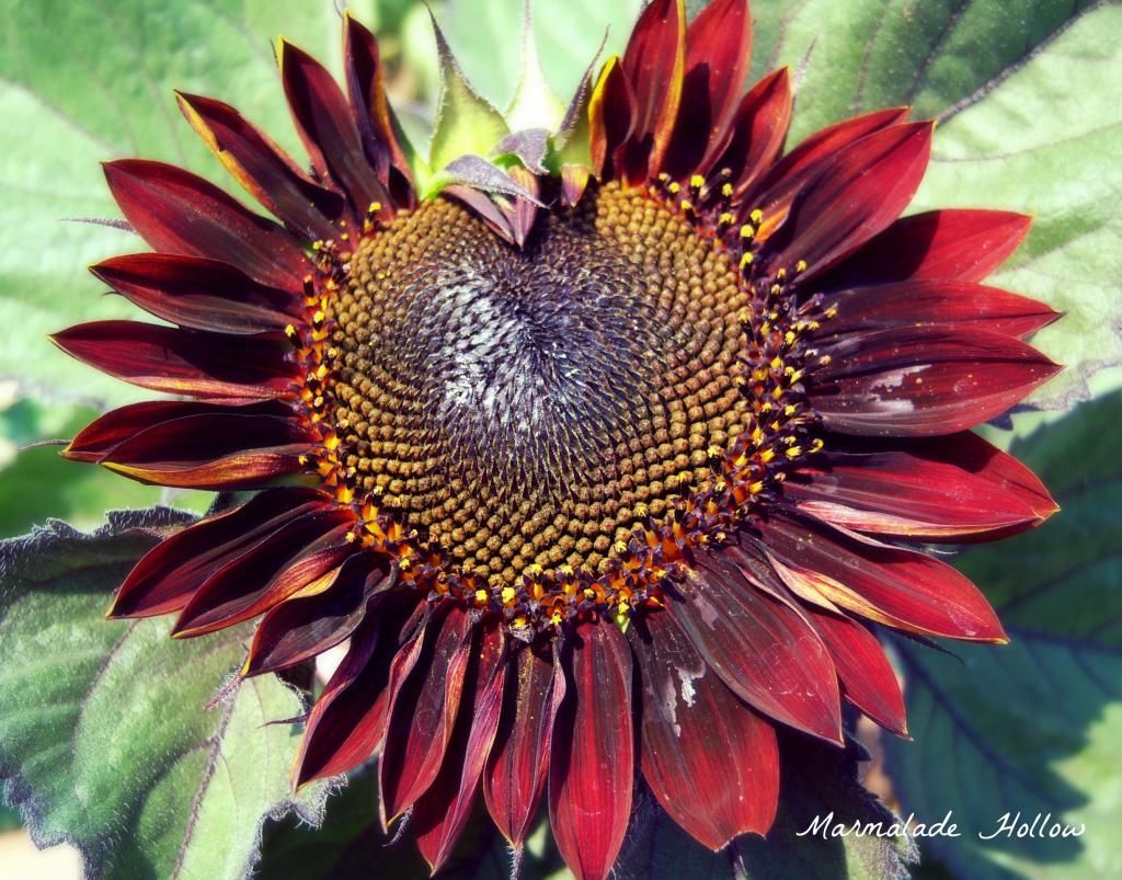  photo sunflower_zps75aafd3d.jpg