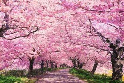spring flowers photo: Cherry Blossom Walk 7658cherrypink-1.jpg