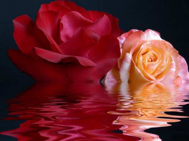 beautiful roses photo: Doble Roses w/Refletion 16013roses-1.jpg