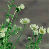 -168.gif