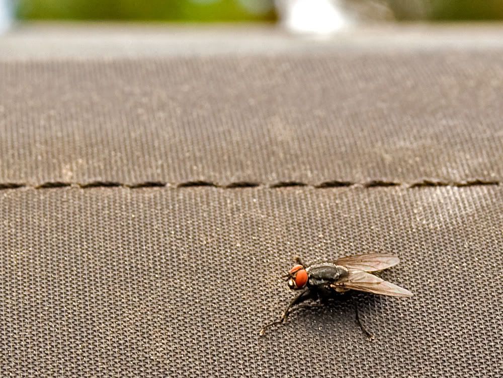 IMAGE: http://i184.photobucket.com/albums/x287/lee123321/Photography/Rescue%20Mission/Fly.jpg