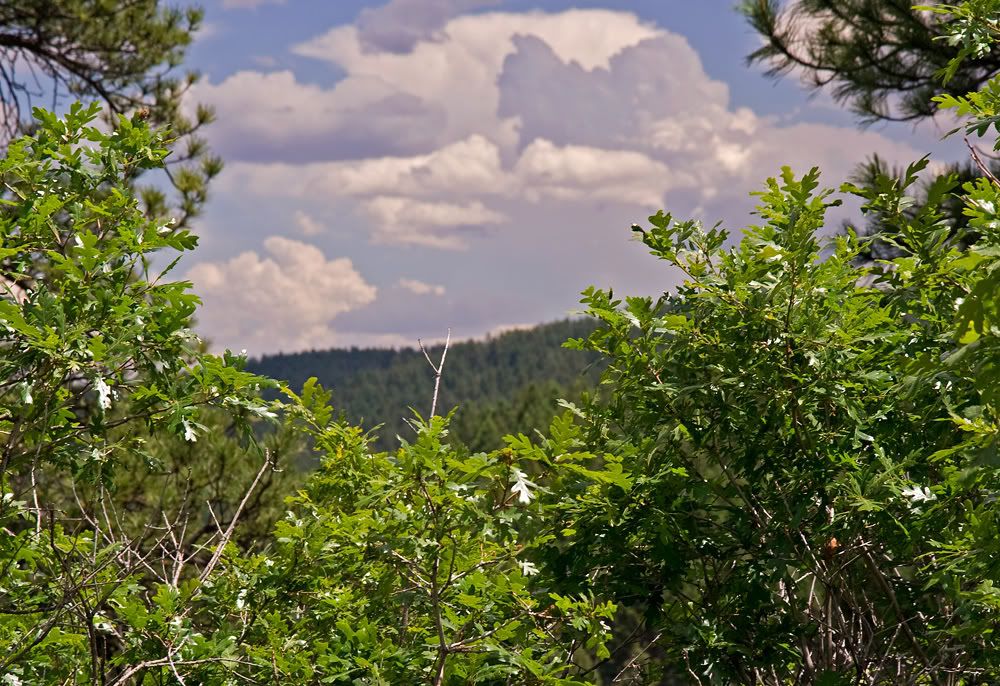 IMAGE: http://i184.photobucket.com/albums/x287/lee123321/Photography/Rescue%20Mission/View.jpg