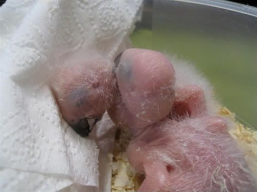 AfricanGrey1WeekOld.jpg